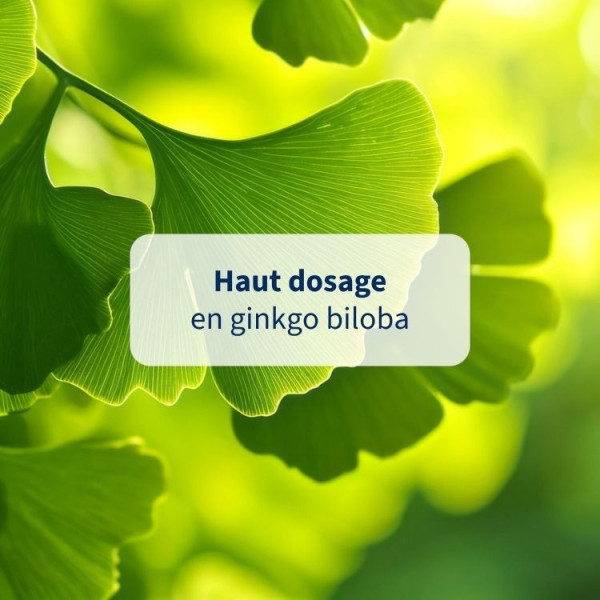 Ginkgo biloba – Mémoire & concentration