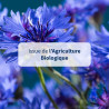 Bleuet bio - Eau florale yeux sensibles