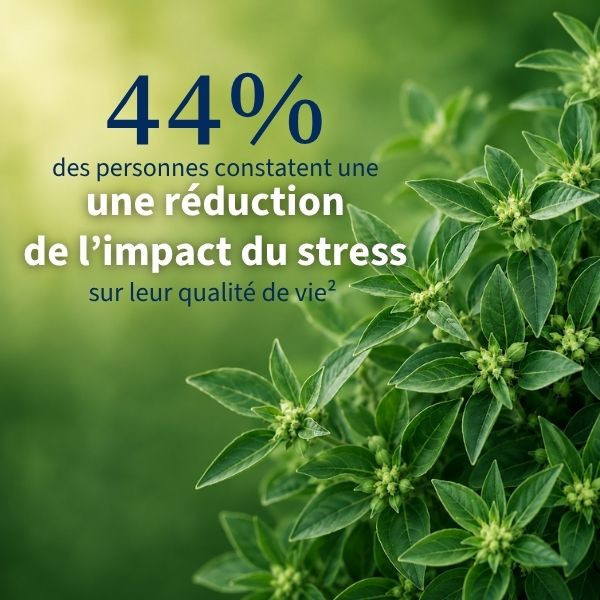 Ashwagandha bio : pour le bien-être émotionnel et la récupération