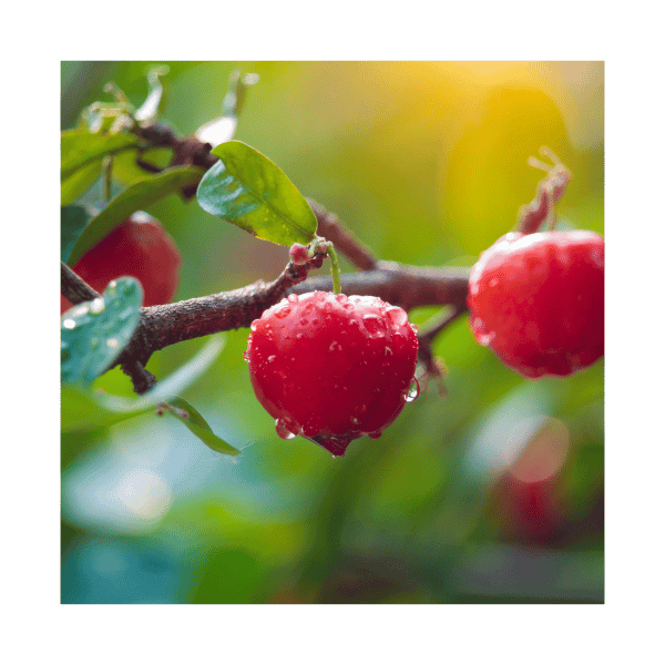 acerola
