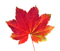 Vigne rouge